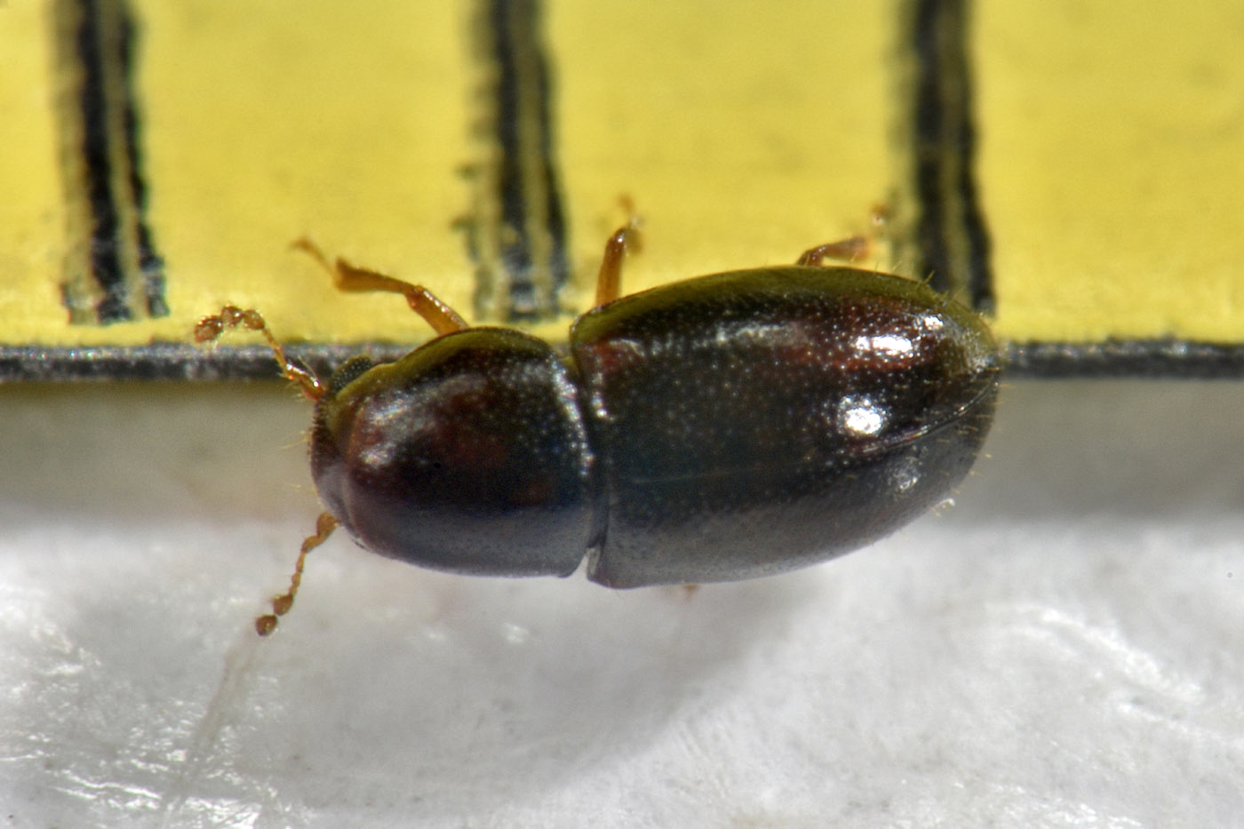 Ciidae: Octotemnus sp.? S. Octotemnus glabriculus